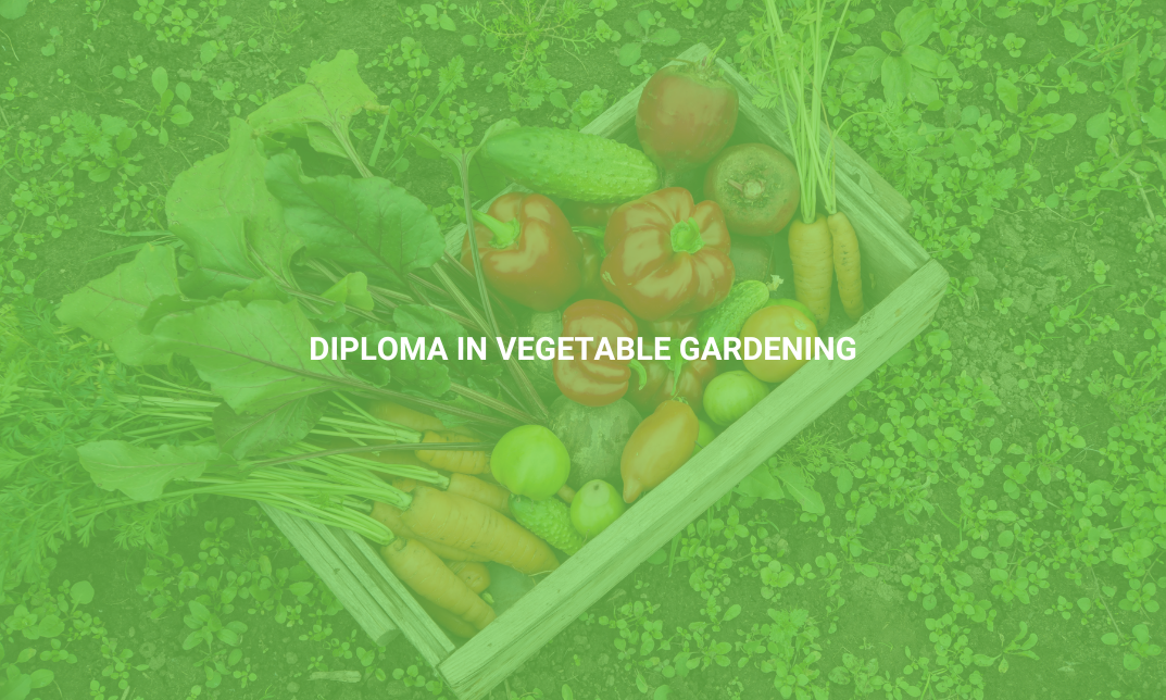 Diploma in Vegetable Gardening