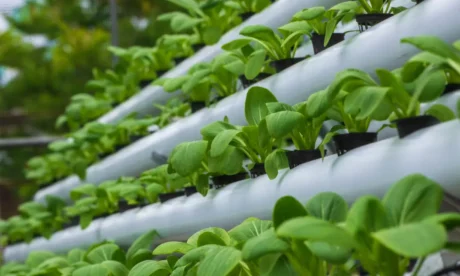 Hydroponics Gardening Online Course