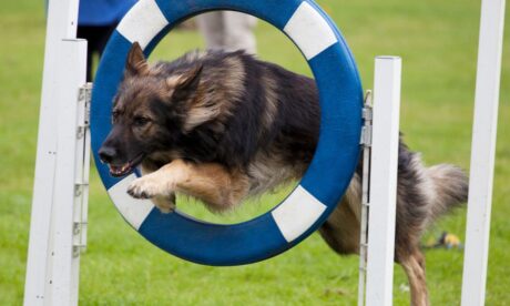 Dog Agility